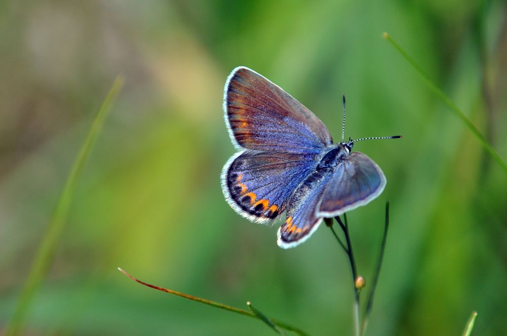 Female karner blue butterfly, green background. Original public domain image from Flickr