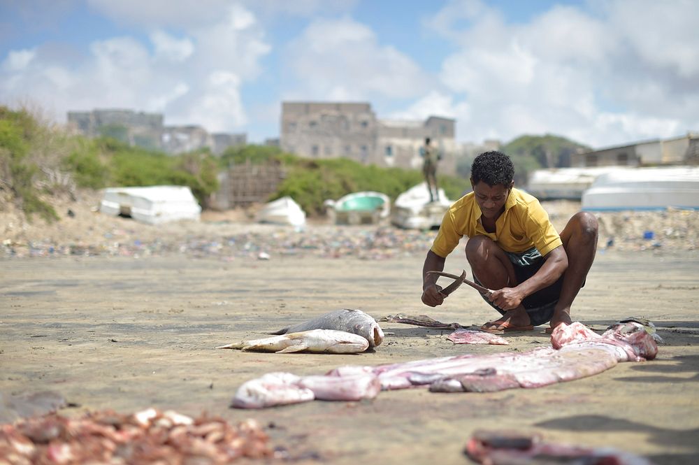 A fisherman guts fish on the beach in Barawe, Somalia, before taking them up to the fish market to be sold on August 23…