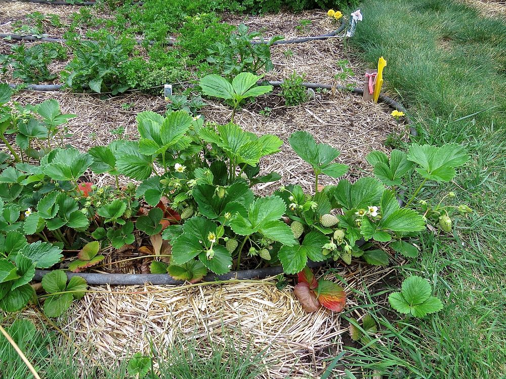 No-till garden using soil health principles. Bozeman, MT. 2016. Original public domain image from Flickr