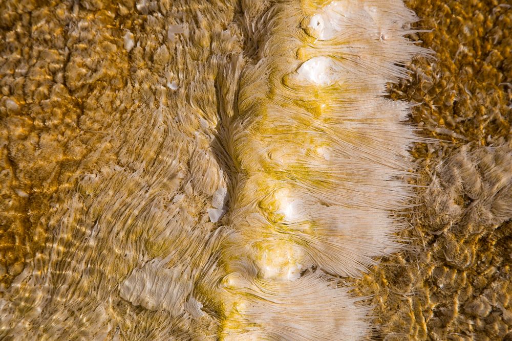 Filamentous bacteria at Mammoth Hot Springs. Original public domain image from Flickr