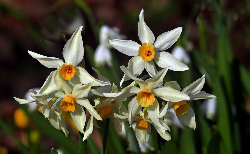 Narcissus poeticus.