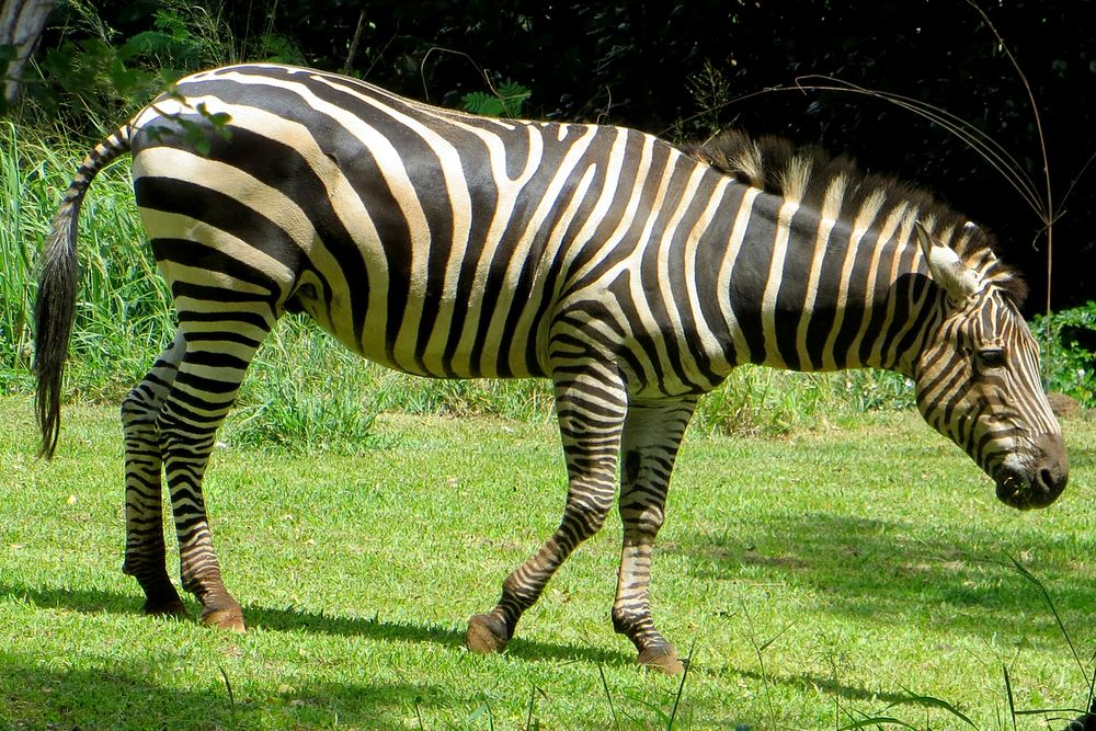 Zebra. Original public domain image from Flickr