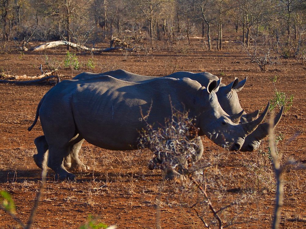 Rhinos in Kruger National Park, South Africa.