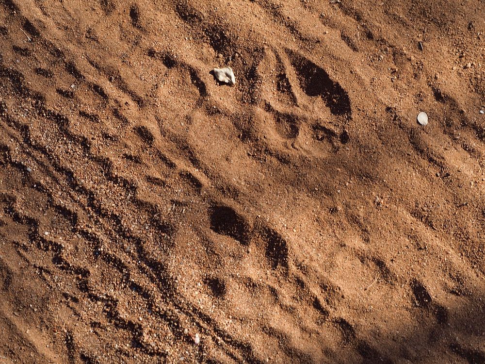 Leopard traces.