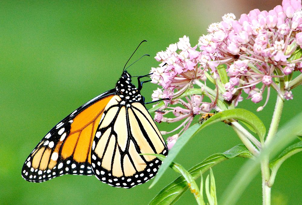 Monarch Butterfly on Swamp Milkweed. Spotted in the monarch garden at the Michigan Private Lands Office. Original public…
