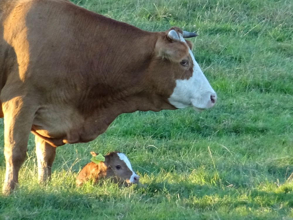 Baby Cow. Original public domain image from Flickr