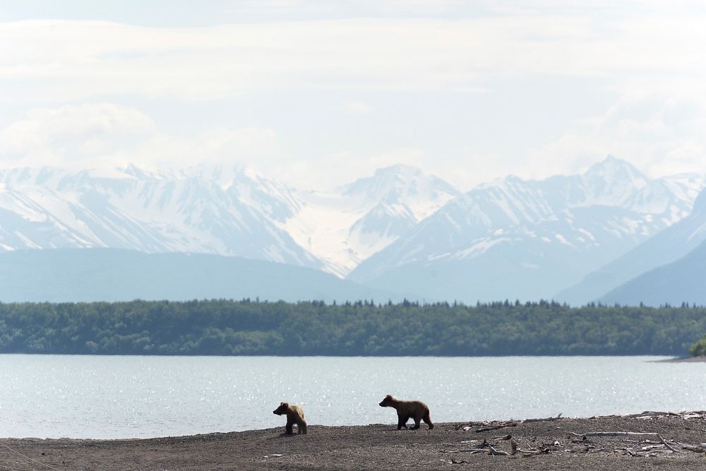 KATM Two subadult bears look for danger NPS Photo/R.