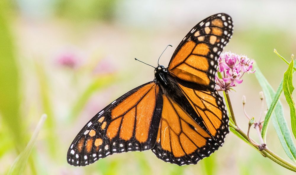 Monarch butterfly near the U.S. Department of Agriculture (USDA) Farmers Market in Washington, D.C., on August 6, 2018.