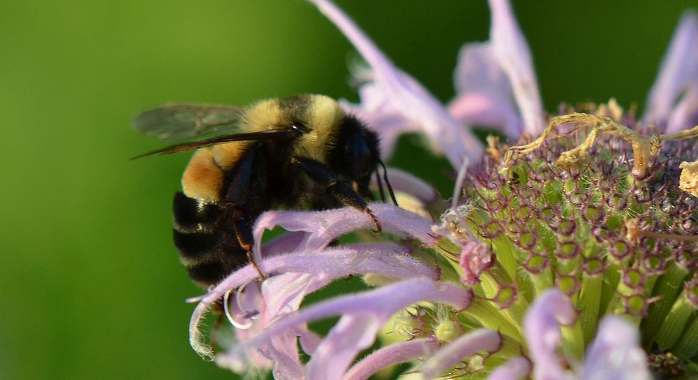 Bumblebee and purple flower. Original public domain image from Flickr