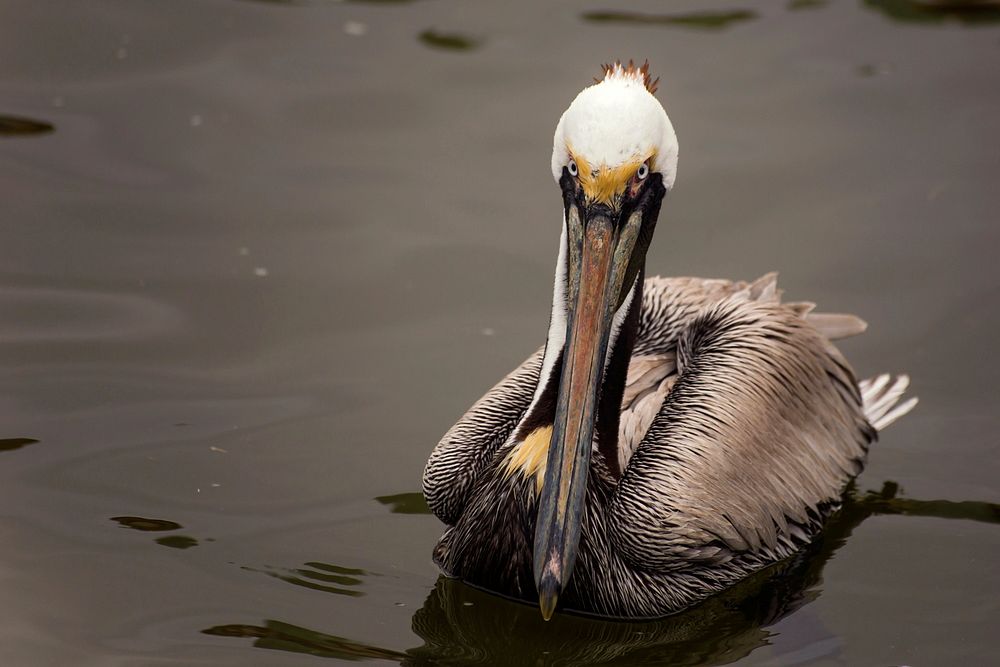 Portrait of a Pelican of Dauphin Island, Alabama in a cloudy day.