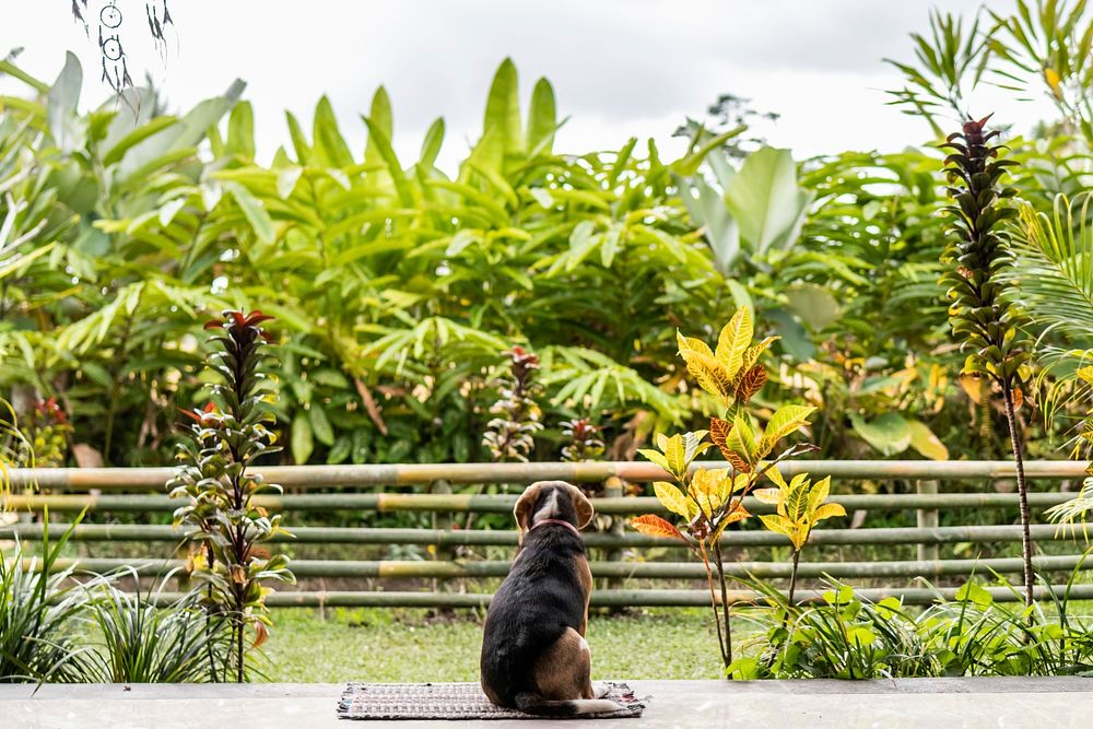 Beagle dog in the tropical garden of Bali island.