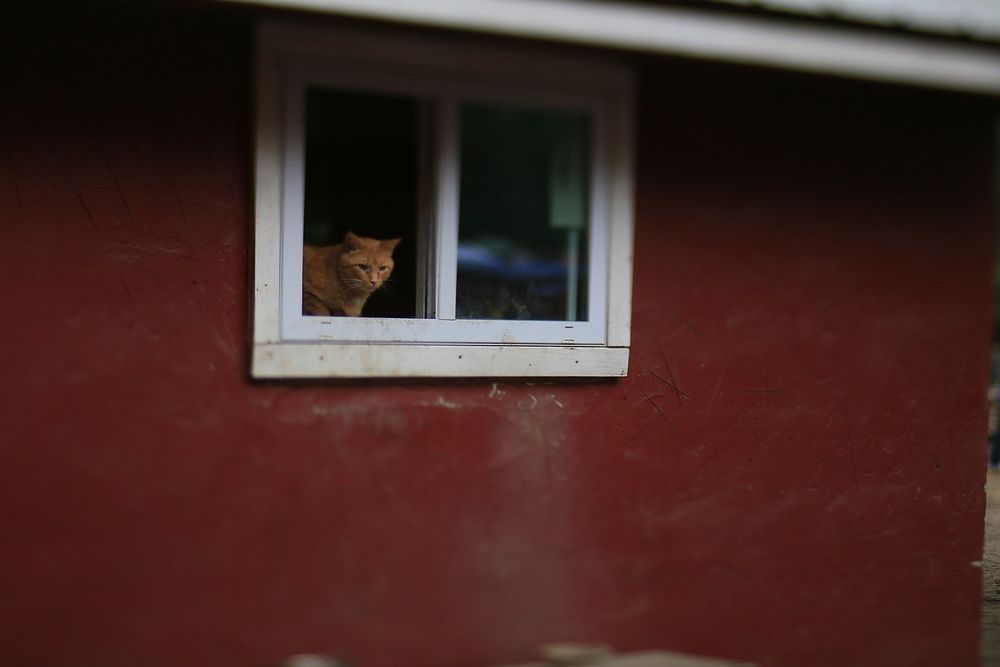 Orange tabby cats. Original public domain image from Flickr