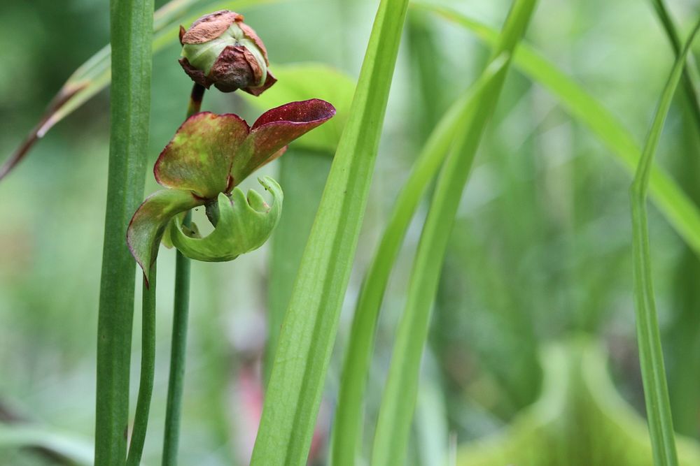 Pair of mountain sweet pitcher plant flowers. Original public domain image from Flickr