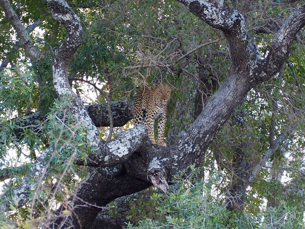 Leopard in the Trees.