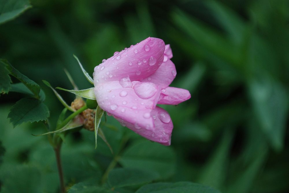 Morning Dew on a pink wildflower in Manti-La Sal National Forest, Utah, July 13, 2010. (Forest Service photo by Sierra R.…
