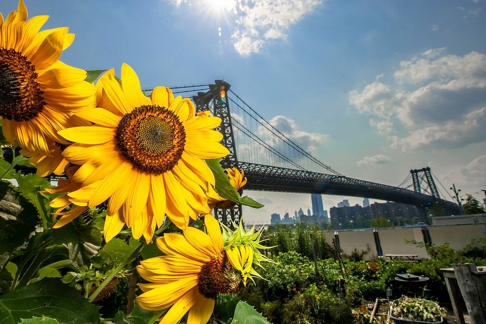 Sunflowers encourage pollination from the bees and other insects at the North Brooklyn Farm (NBF) in the shadow of the…