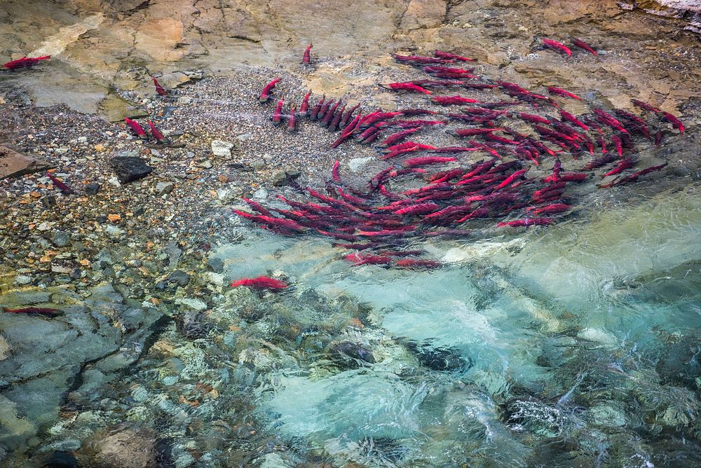 Red salmons pool together in a stream. Original public domain image from Flickr