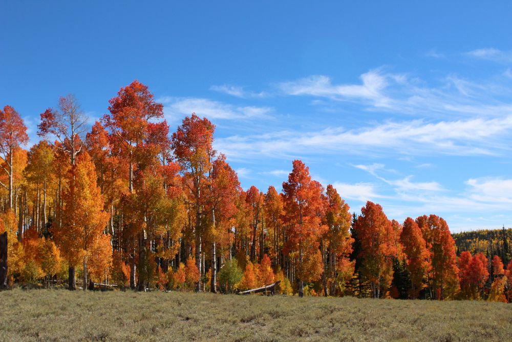 Dixie National Forest, Cedar City Ranger District, USA Original public domain image from Flickr