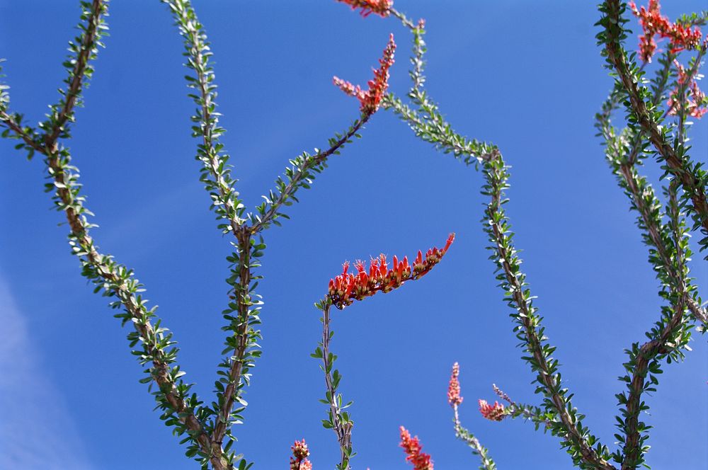 Plant against blue sky. Original public domain image from Flickr