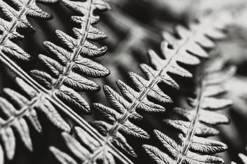Fern leaf background, monotone. Original public domain image from Flickr
