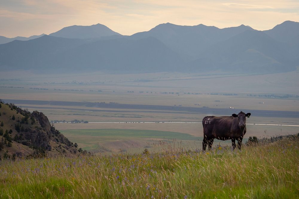 Angus Cattle graze on the Gravelly Mountain Range in the Beaverhead-Deerlodge National Forest.