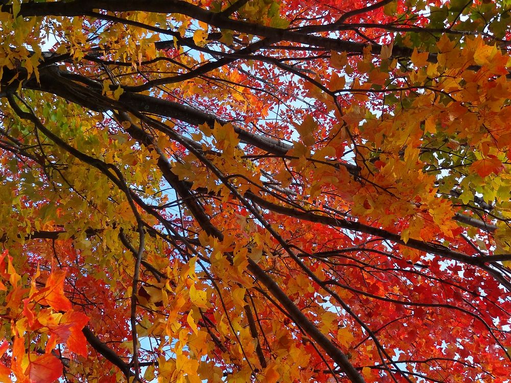 Fall Color - Trees. Original public domain image from Flickr