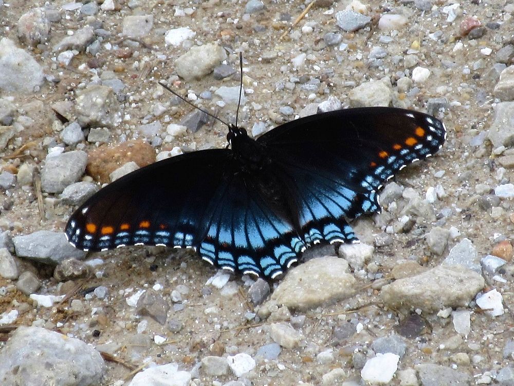 Red-spotted Purple Butterfly on ground. Original public domain image from Flickr