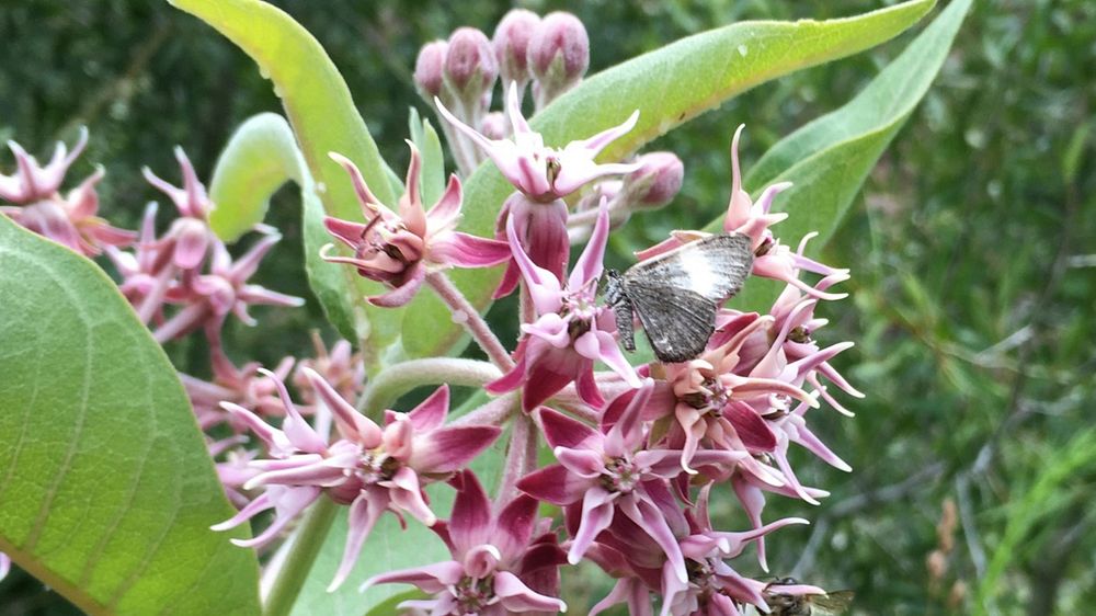 Butterfly foraging IMG_2011Butterfly foraging on showy milkweed, Credit: US Forest Service. Original public domain image…