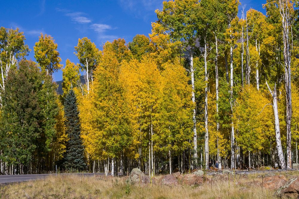 Snowbowl Road Aspen Corner Free Photo rawpixel