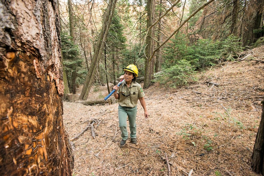 U.S. Department of Agriculture (USDA) Forest Service (FS) Entomologist Beverly Bulaon searches for pine bark beetles…