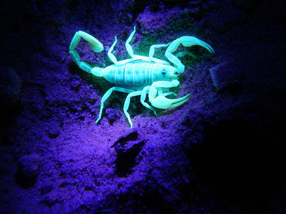 Scorpion. Original public domain image from Flickr