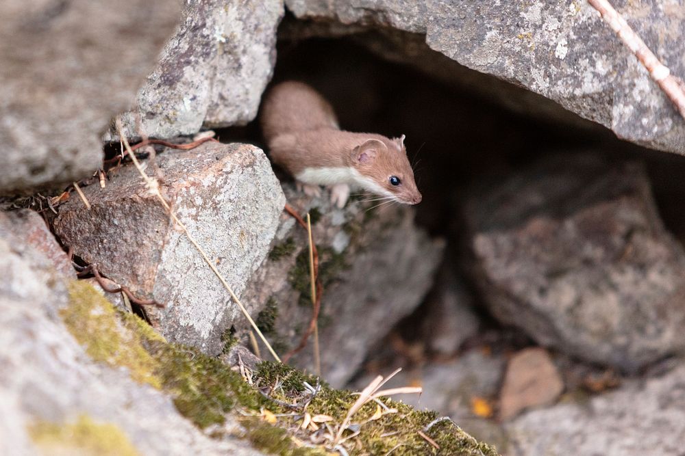 Short-tailed weasel in a rock pileby Jacob W. Frank. Original public domain image from Flickr