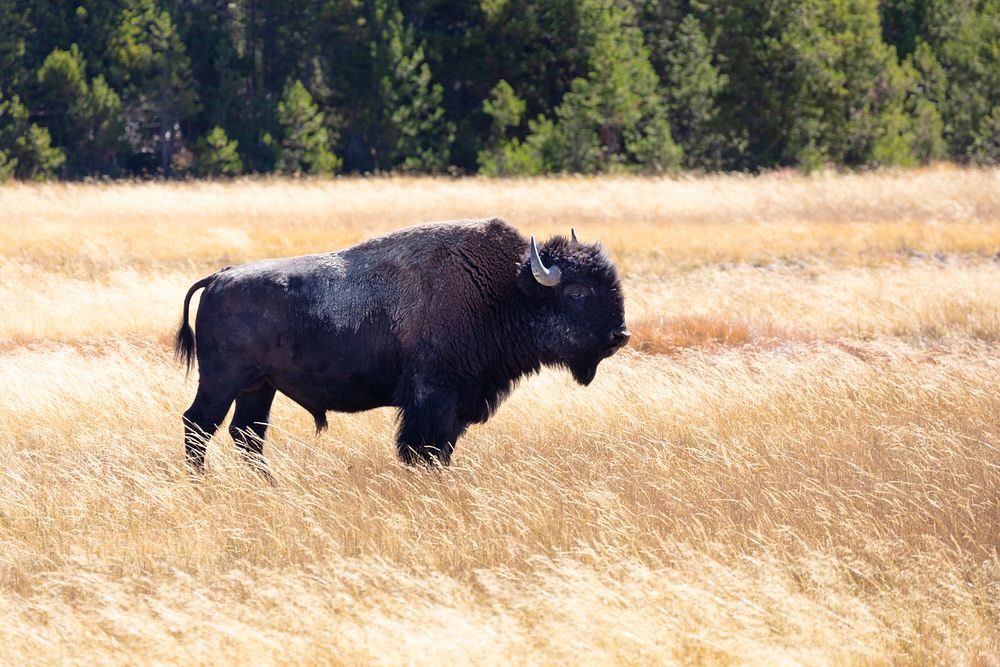 A bull bison in Lower Geyser Basin by Jacob W. Frank. Original public domain image from Flickr