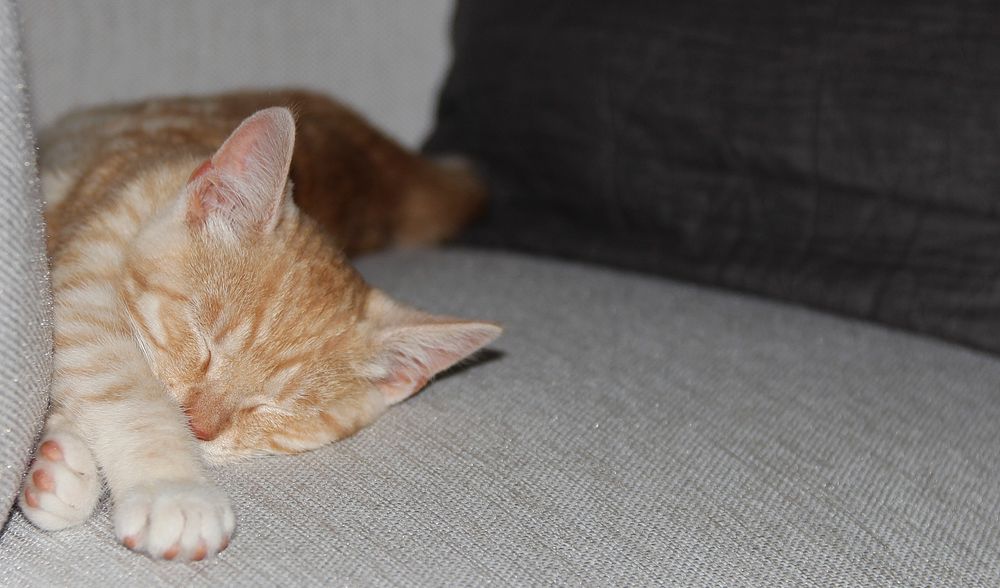 Orange tabby kitten stretching on a couch. Original public domain image from Flickr