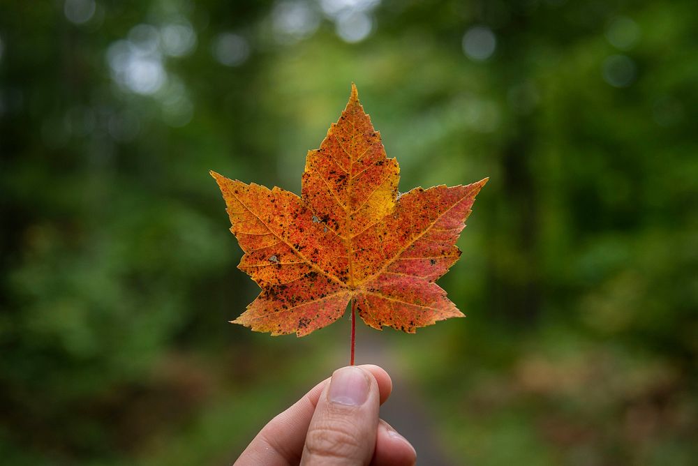 First fall leaf found on the Chippewa National Forest, Minnesota. Original public domain image from Flickr