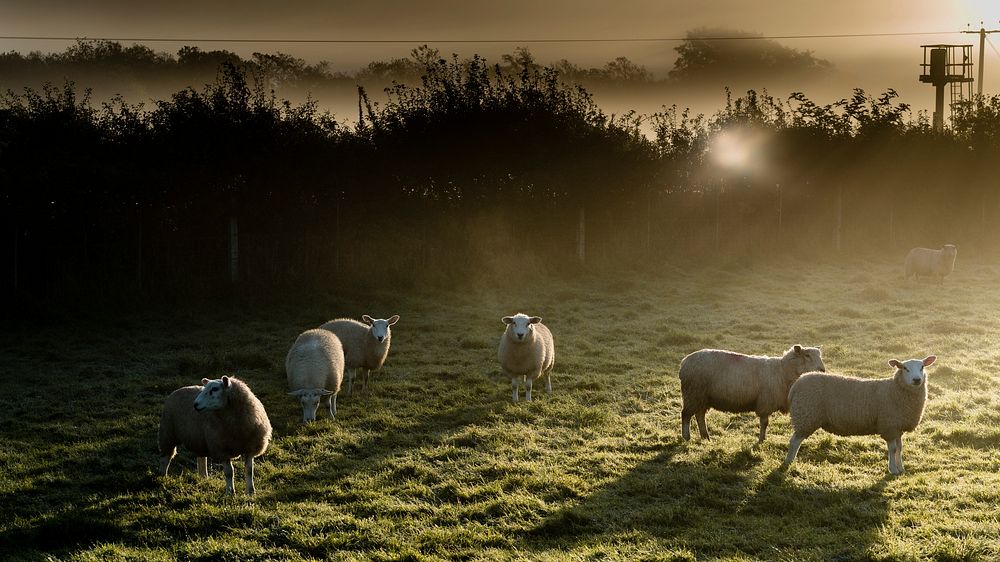 Sheep in a misty morning. Original public domain image from Flickr