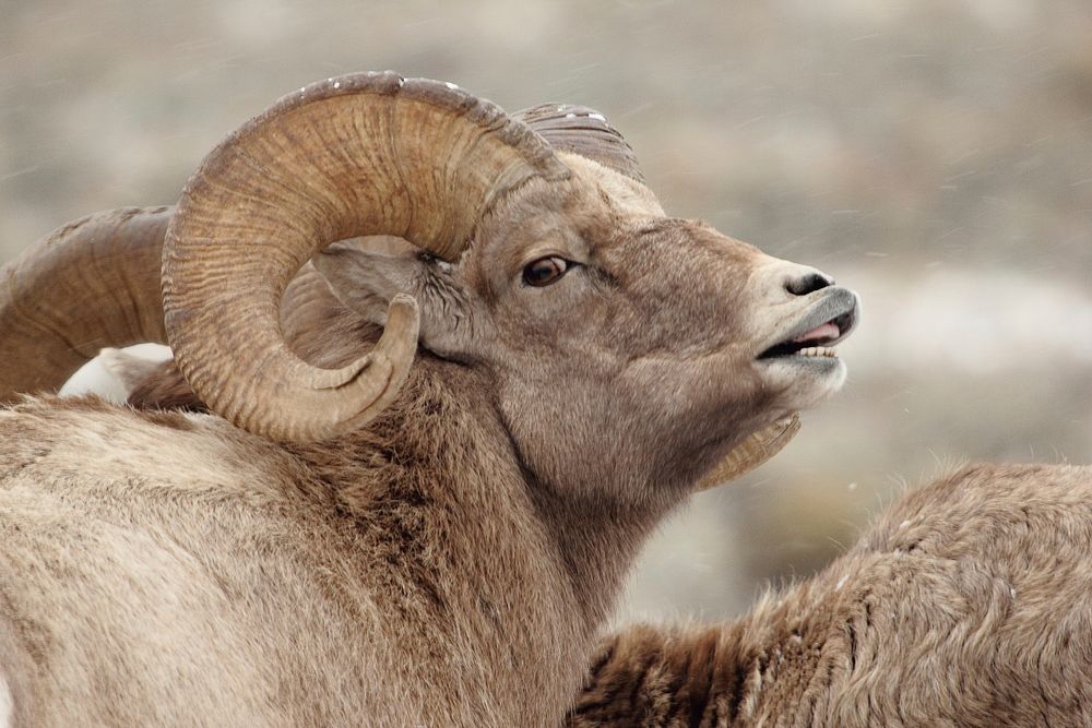 Big Horn Sheep on the Bridger-Teton National Forest. Original public domain image from Flickr
