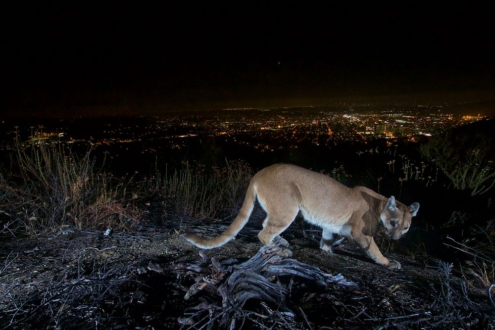 Female Mountain Lion in Verdugos. This uncollared adult female mountain lion was photographed with a motion sensor camera in…