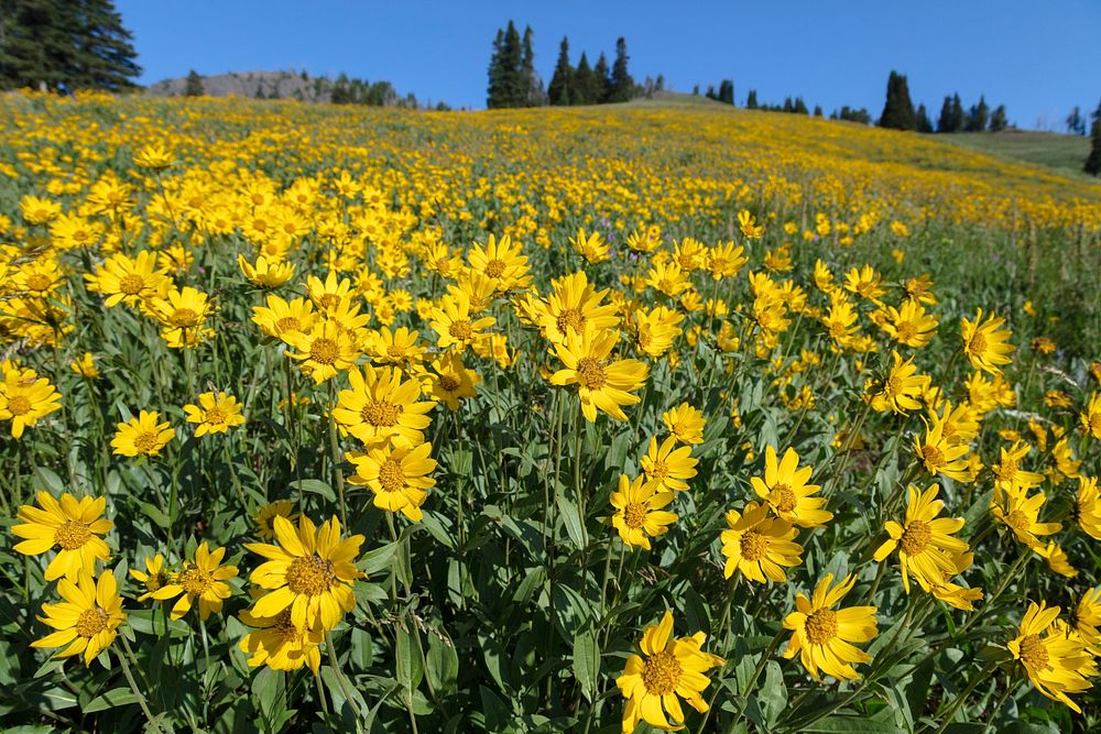 Helianthella background. Original public domain image from Flickr