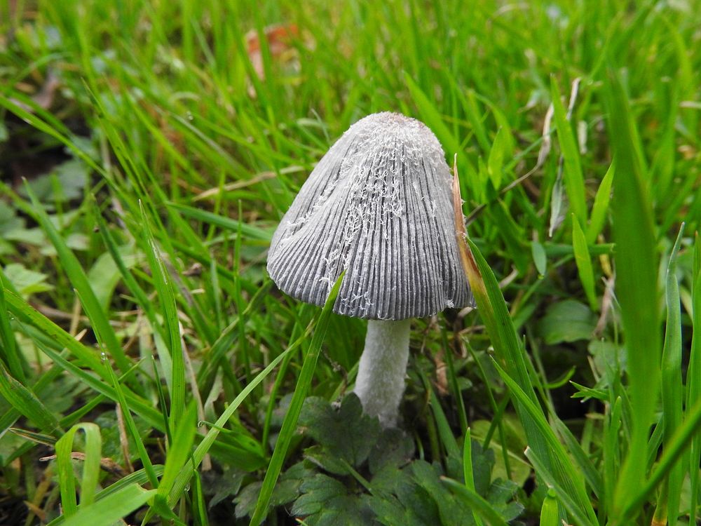 Fungi. Original public domain image from Flickr