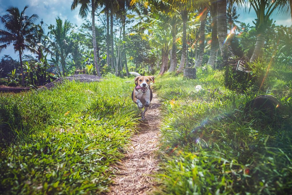 Beagle dog in nature among rice fields, Bali island.