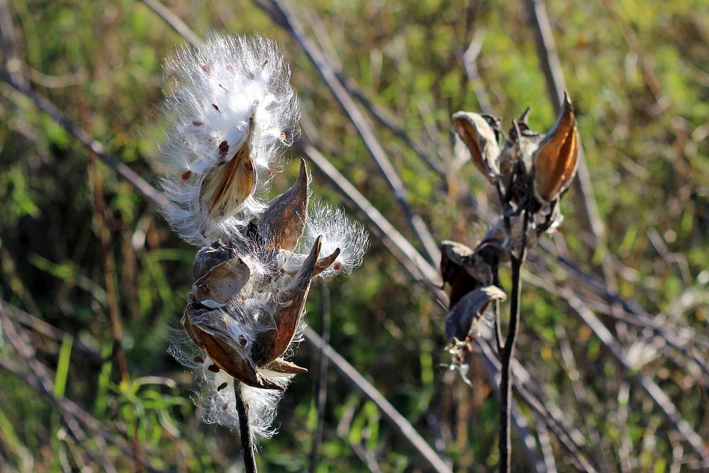 Common Milkweed SeedsPhoto by Courtney Celley/USFWS. Original public domain image from Flickr