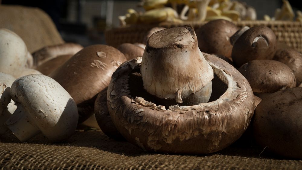 Crimini mushroom is one of the many varieties displayed by To-Jo Mushroom Marketing Director Pete Wilder, in partnership…