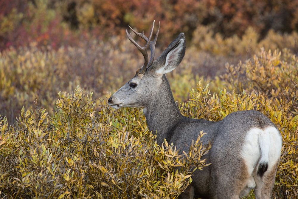 Mule deer buck, Swan Lake Flat. Original public domain image from Flickr