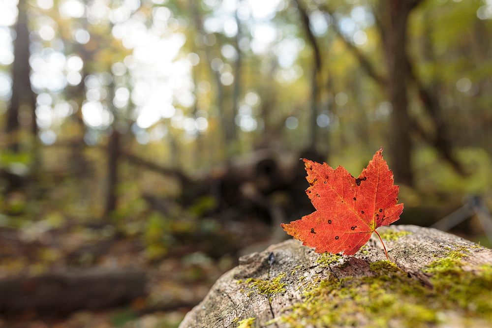 Maple leaf background, Autumn aesthetic. Free public domain CC0 photo.