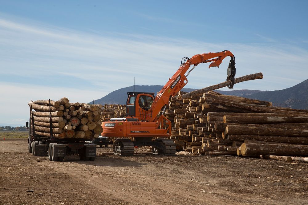Dead beetle killed engleman spruce at lumber yard at Timberline Firewood Bundles in Sanpete County, Utah. Credit: US Forest…
