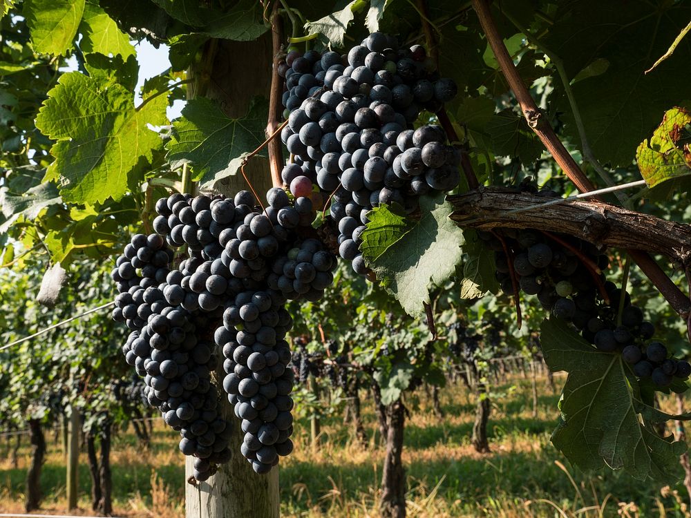 Grapes in vineyard, natural background. Original public domain image from Flickr