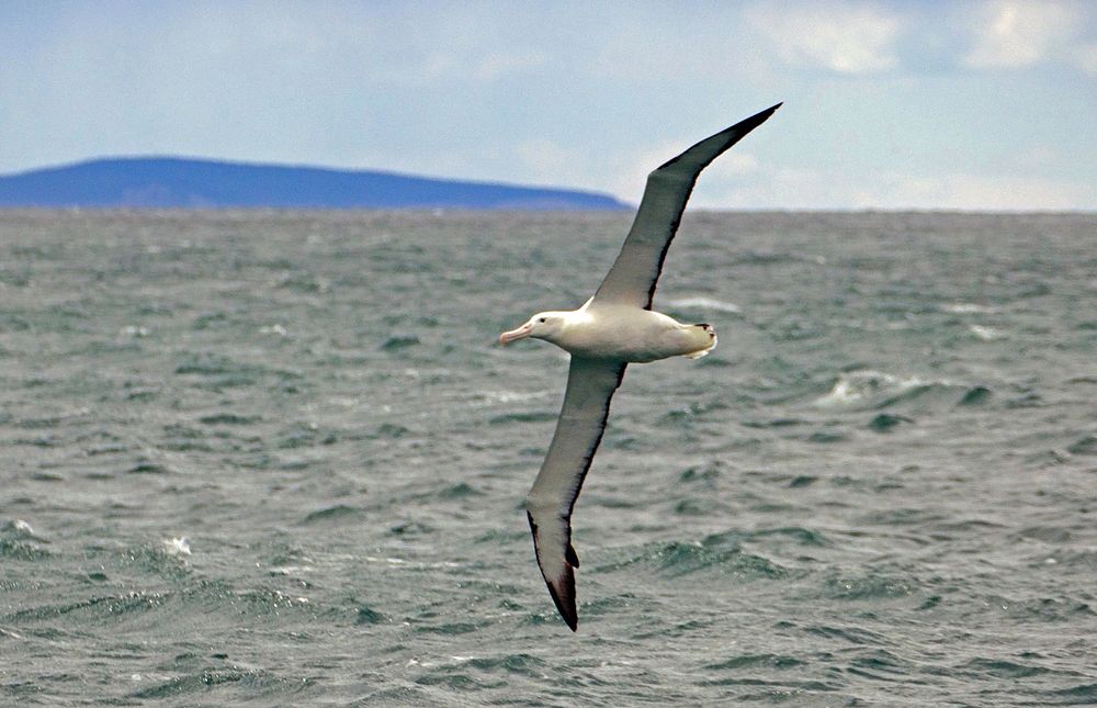 Northern Royal Albatross,