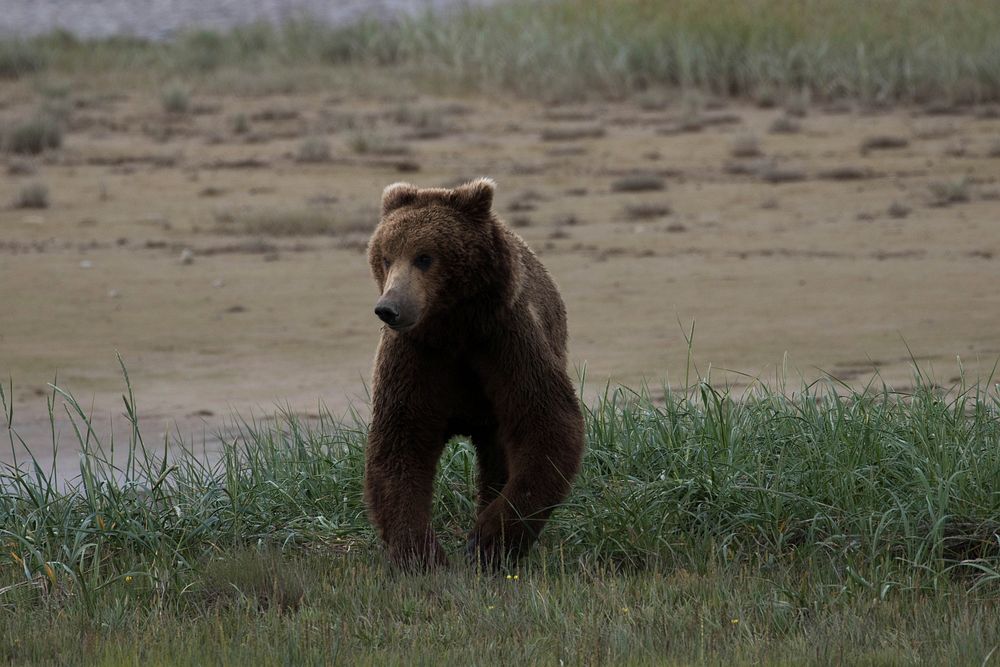 Brown bear background. Original public domain image from Flickr