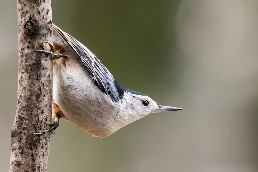 White-breasted nuthatch bird. Free public domain CC0 photo.